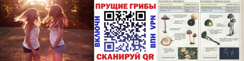 Псилоцибиновые грибы GOLDEN TEACHER Курчалой